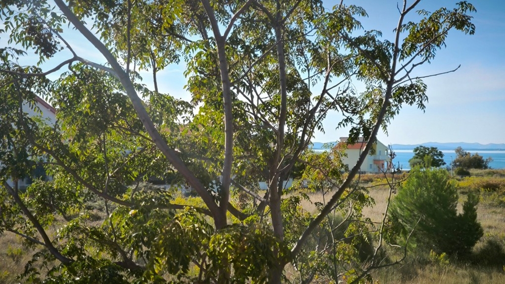 Property in Privlaka near Zadar for sale - Panorama Scouting A3764.