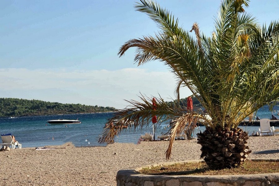 Pebble beach with palm trees and sea view in Croatia