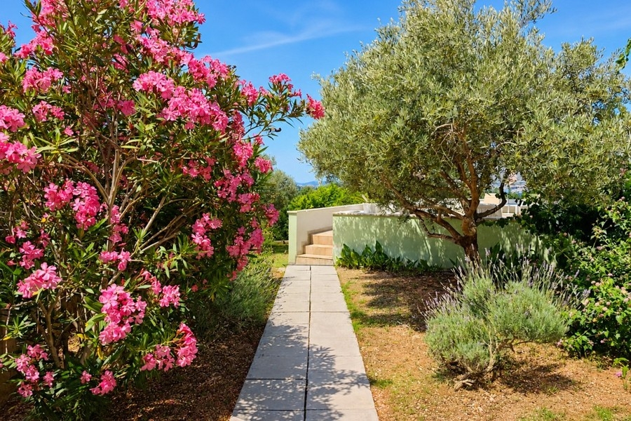 Mediterranean garden with olive tree in Croatia