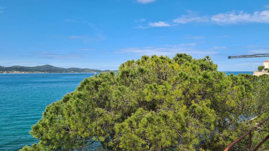 Sea view between pine trees from the apartment window