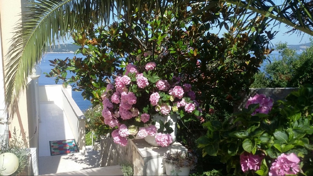 Mediterranean garden with blooming flowers and sea view