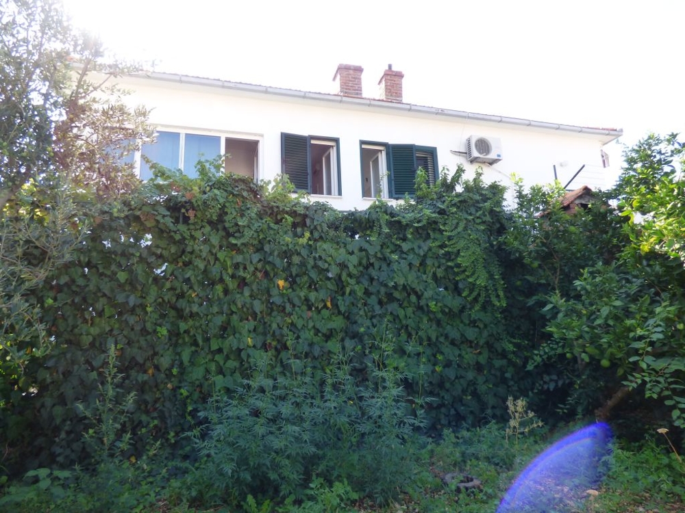 Rear of the house behind a dense hedge