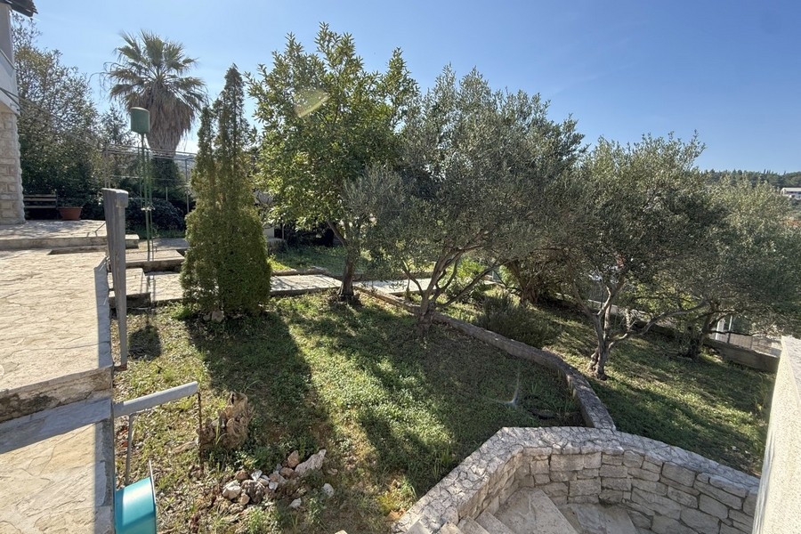 Green garden with olive trees