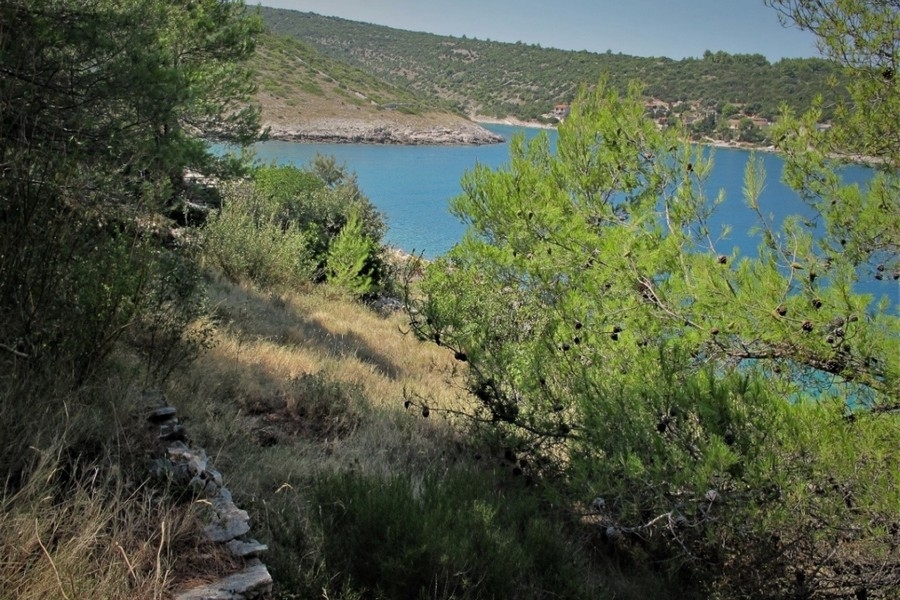 Bay and coast with pine trees by the sea