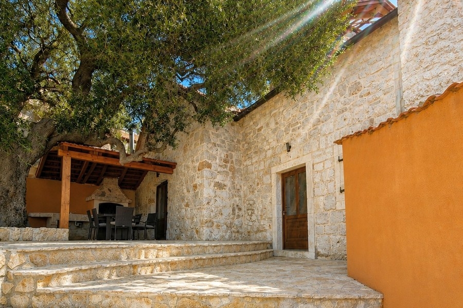 Shady seating area under an olive tree