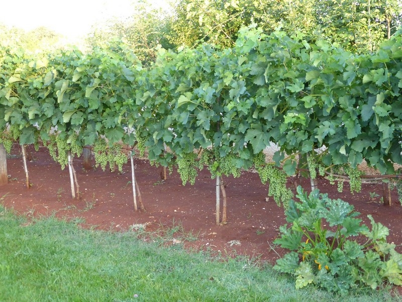 Vines in the garden of the property