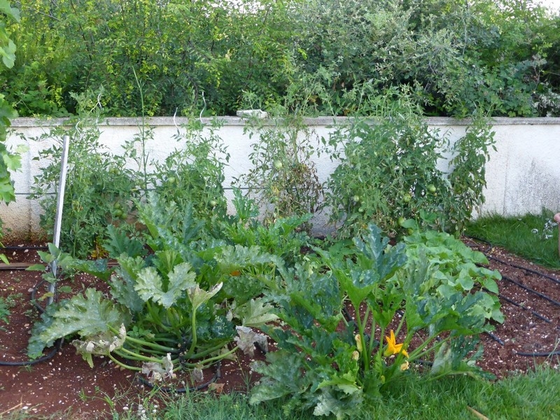 Vegetable garden at the house
