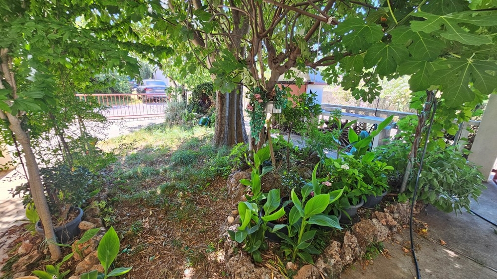 Courtyard with fig tree and plants