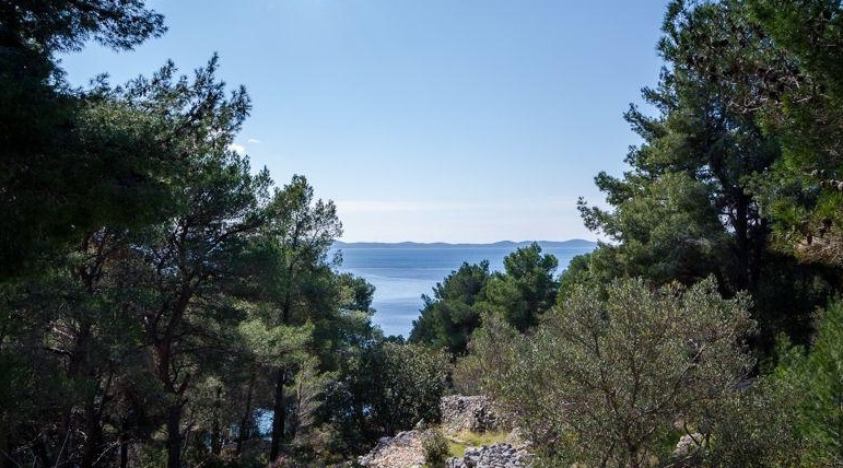 View from the property through the pine trees to the sea