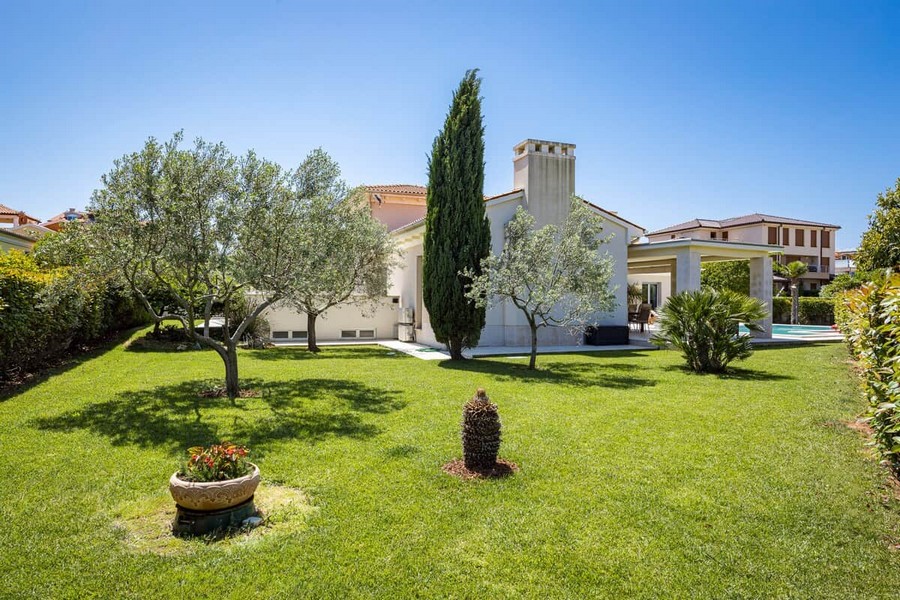 Mediterranean garden with olive tree
