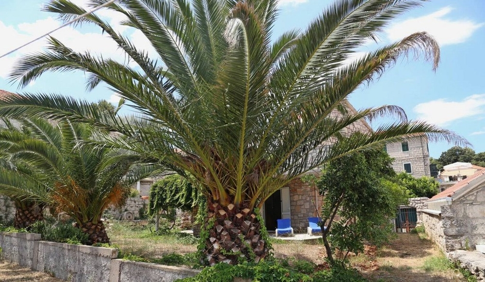 Garden with palm trees