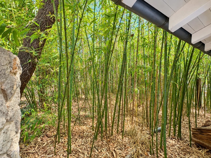Bamboo in the garden at the outbuilding