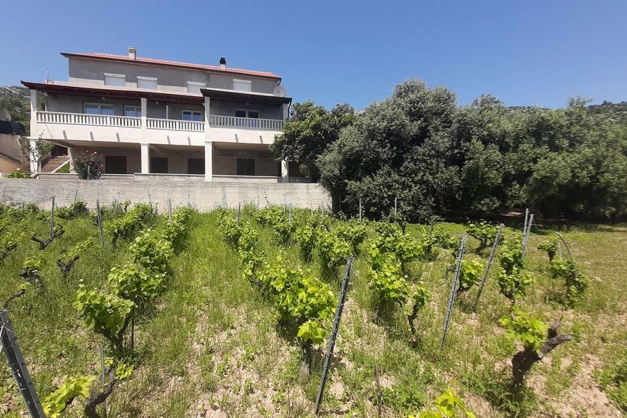 Exterior of house with grape vines