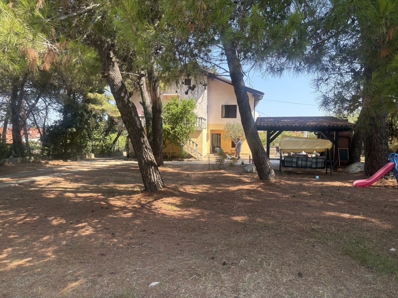 Garden with pine trees and covered seating area