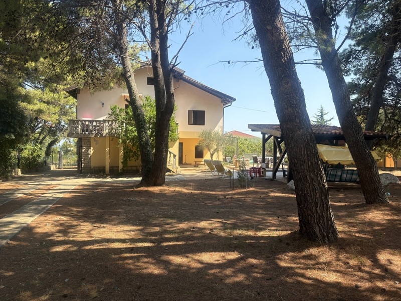 House between tall pine trees in a large garden