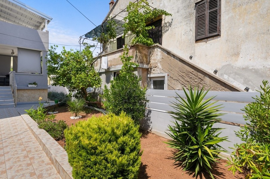 Garden with palm tree and bushes