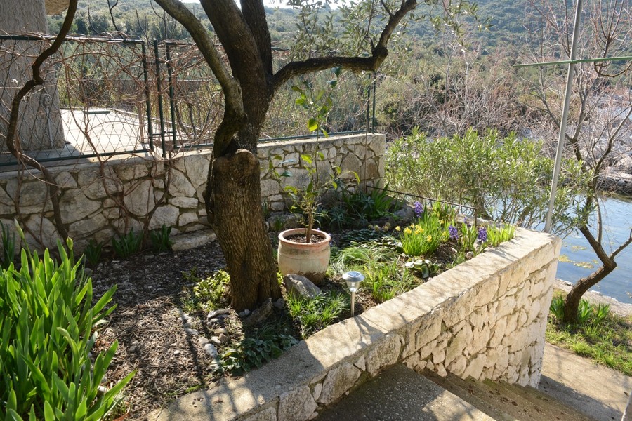 Garden with olive tree and natural stone wall
