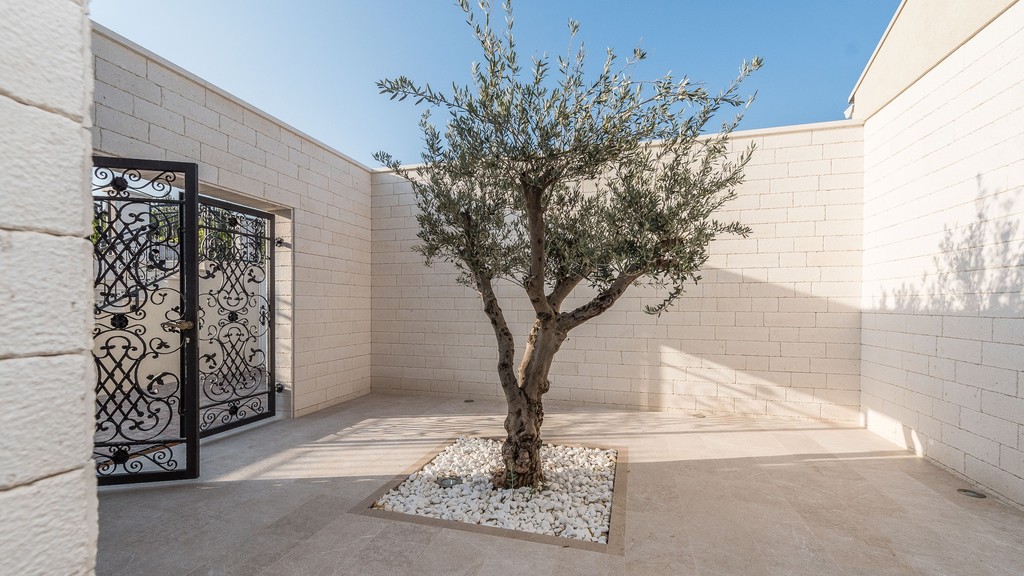 Courtyard with olive tree