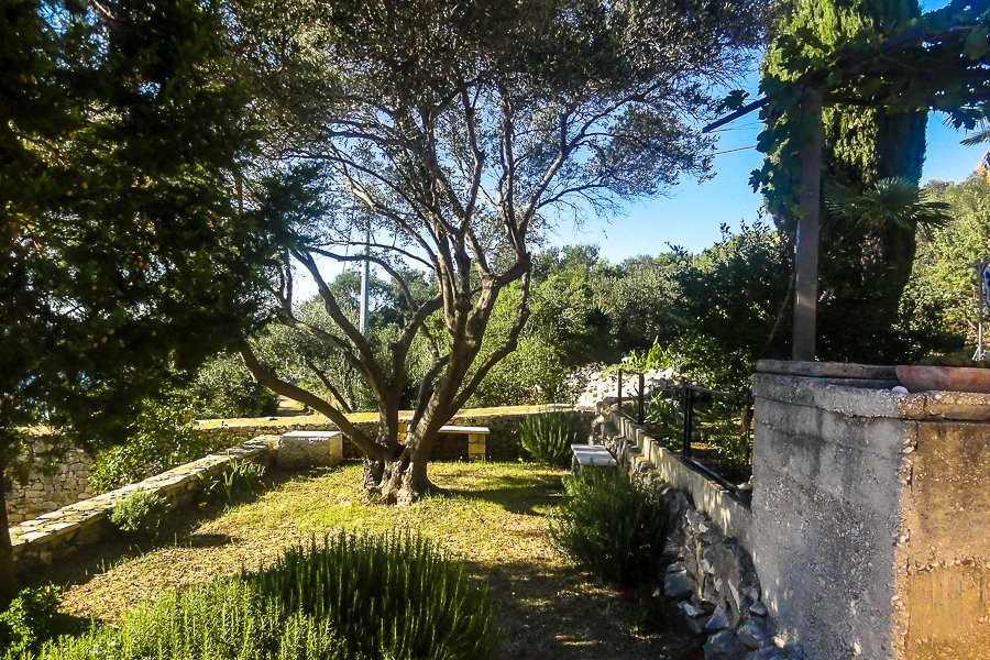 Courtyard with olive tree and herbs