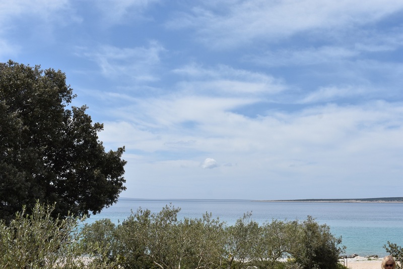 Olive trees on the shore overlooking the flat headland