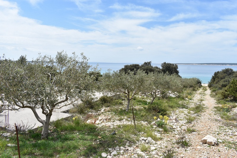 Olive trees on the property with a dirt road to the sea