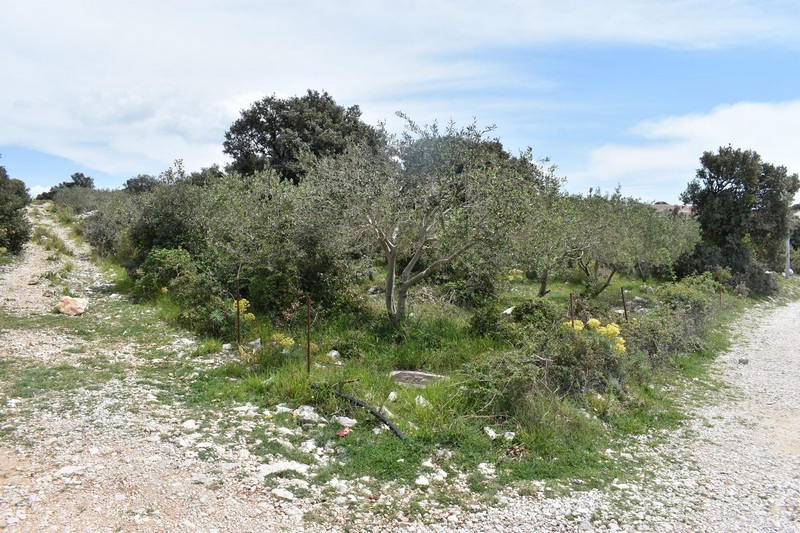 Olive trees and flowering bushes on the dirt road