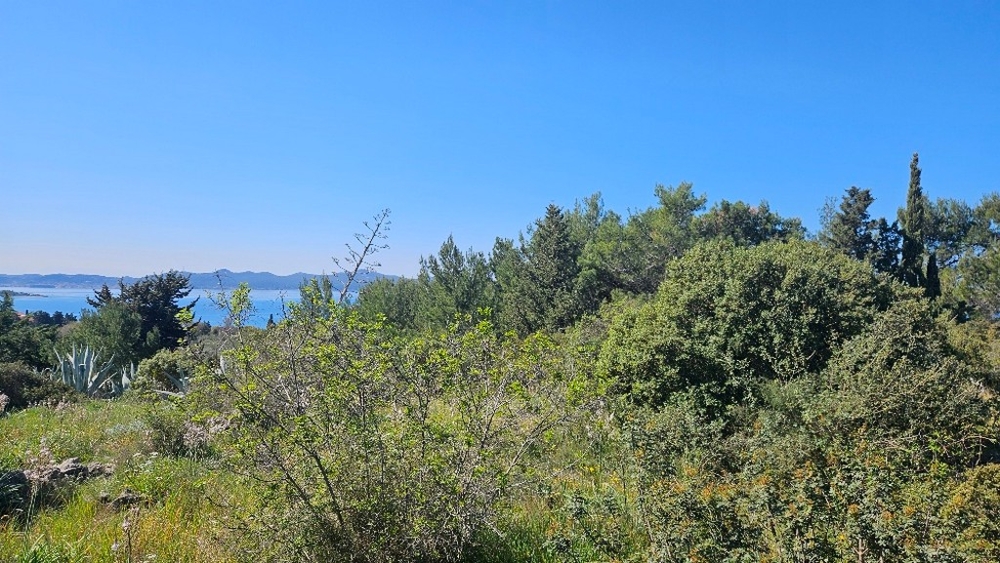 Overgrown plot overlooking the sea